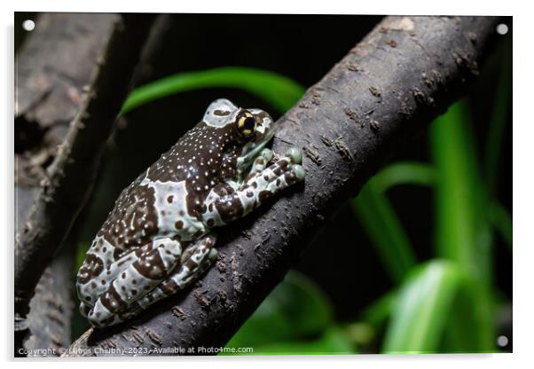 Amazon milk frog on branch- Trachycephalus resinifictrix Acrylic by Lubos Chlubny