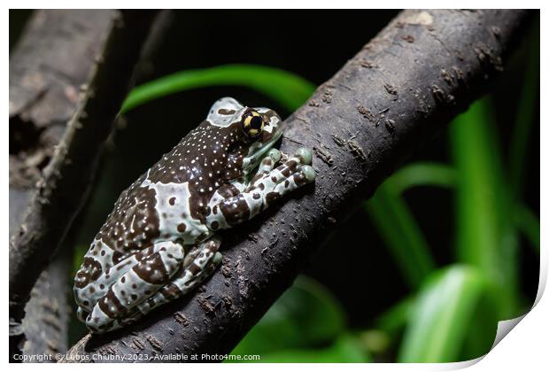 Amazon milk frog on branch- Trachycephalus resinifictrix Print by Lubos Chlubny