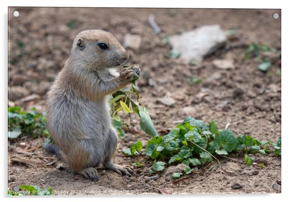 Prairie dog in the meadow, Cynomys ludovicianus Acrylic by Lubos Chlubny