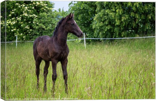 Beautiful black foal in the meadow Canvas Print by Lubos Chlubny