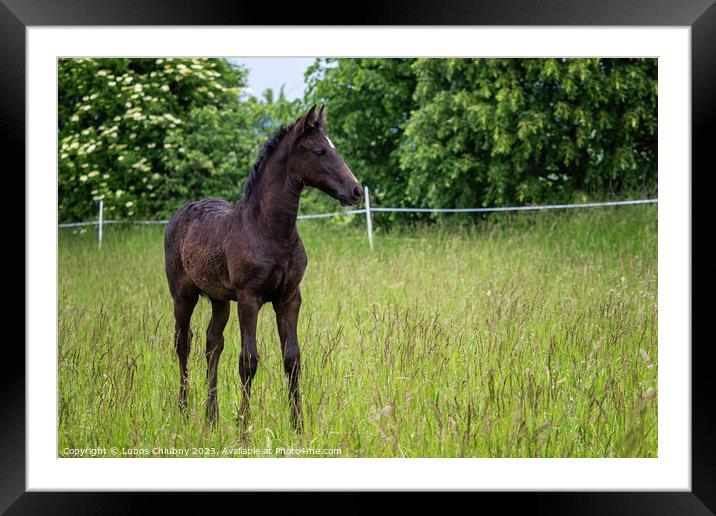 Beautiful black foal in the meadow Framed Mounted Print by Lubos Chlubny