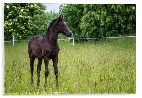 Beautiful black foal in the meadow Acrylic by Lubos Chlubny