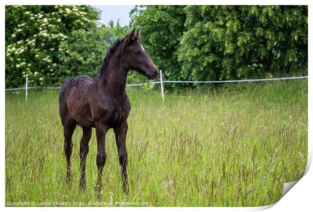 Beautiful black foal in the meadow Print by Lubos Chlubny