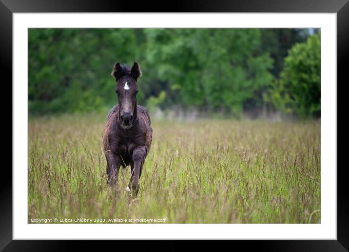 Running foal in spring meadow, black horse Framed Mounted Print by Lubos Chlubny