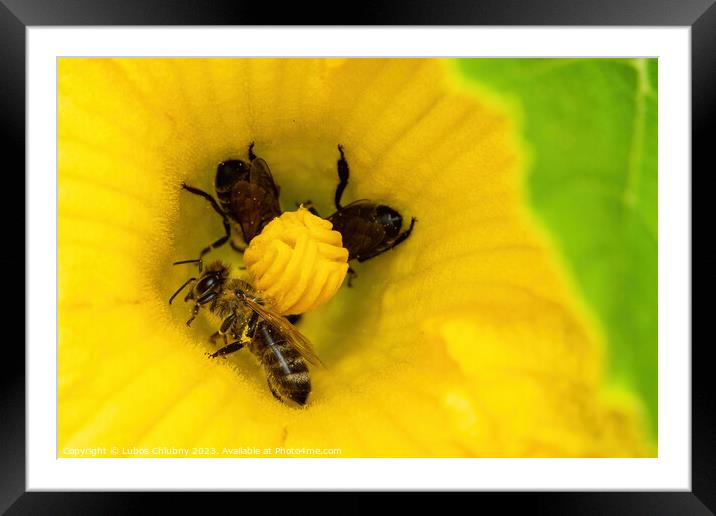 Bees collect pollen in a zucchini flower Framed Mounted Print by Lubos Chlubny