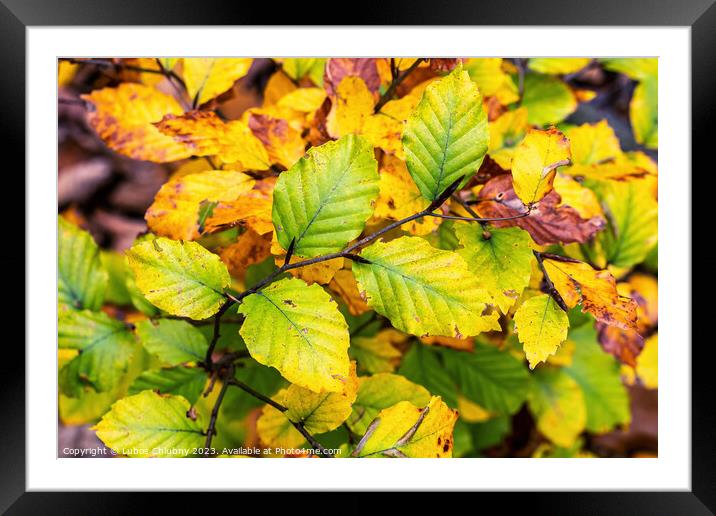 Autumn beech leaves on a branch Framed Mounted Print by Lubos Chlubny