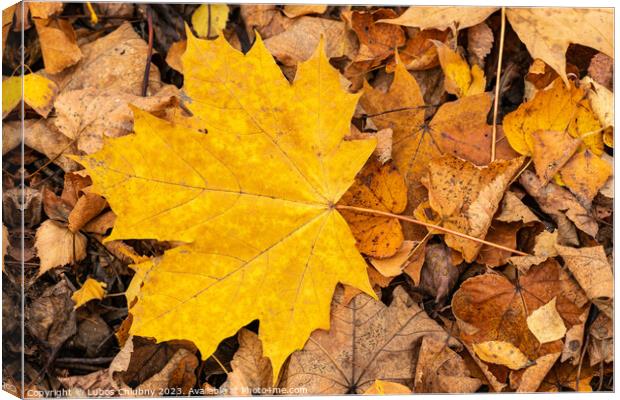 Autumn leaf of maple tree. Background group autumn leaf. Canvas Print by Lubos Chlubny