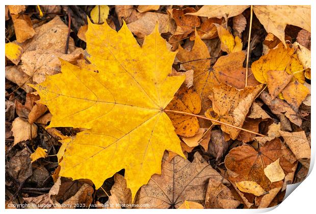 Autumn leaf of maple tree. Background group autumn leaf. Print by Lubos Chlubny
