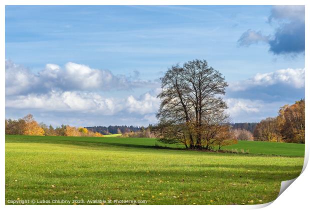 Lonely tree in autumn landscape Print by Lubos Chlubny