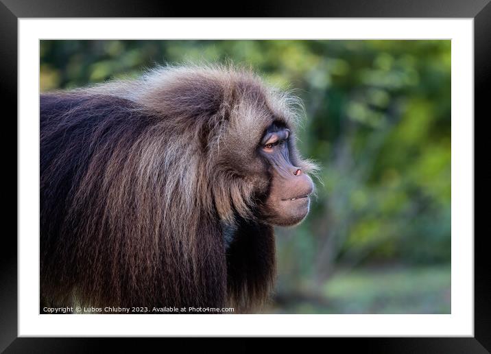 Alpha male of Gelada Baboon - Theropithecus gelada, beautiful gr Framed Mounted Print by Lubos Chlubny