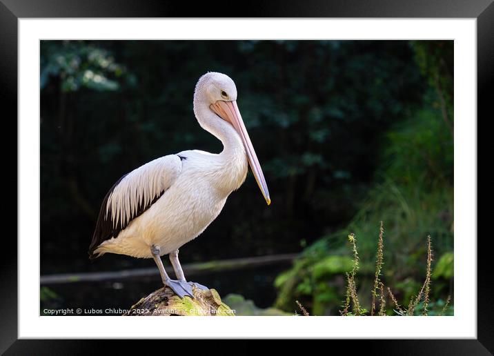 Australian Pelican - Pelecanus Conspicillatus on a tree trunk Framed Mounted Print by Lubos Chlubny