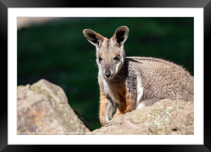 Yellow footed rock wallaby sitting on a rock Framed Mounted Print by Lubos Chlubny