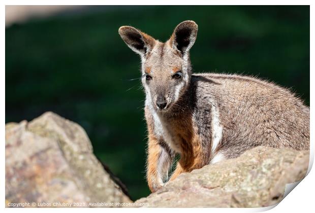 Yellow footed rock wallaby sitting on a rock Print by Lubos Chlubny