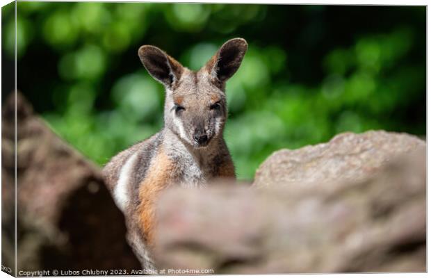 Yellow footed rock wallaby sitting on a rock Canvas Print by Lubos Chlubny