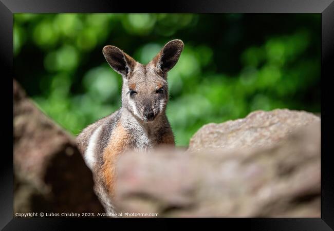 Yellow footed rock wallaby sitting on a rock Framed Print by Lubos Chlubny