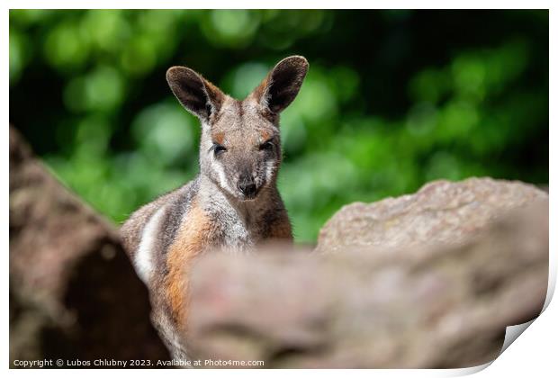 Yellow footed rock wallaby sitting on a rock Print by Lubos Chlubny