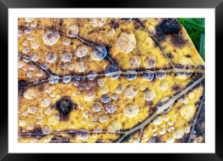Autumn leaf with water dew drops Framed Mounted Print by Lubos Chlubny