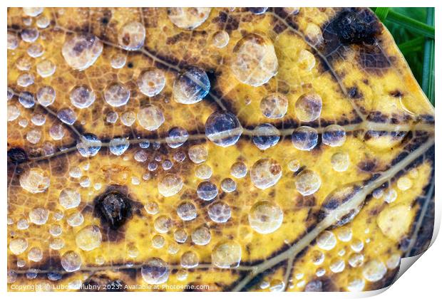 Autumn leaf with water dew drops Print by Lubos Chlubny