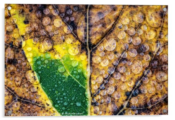Autumn leaf with water dew drops Acrylic by Lubos Chlubny