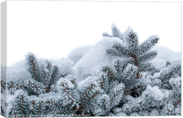 Spruce branches covered with frost. Christmas tree with hoarfrost. Canvas Print by Lubos Chlubny