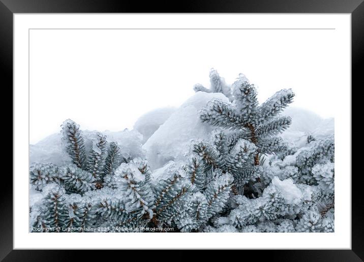 Spruce branches covered with frost. Christmas tree with hoarfrost. Framed Mounted Print by Lubos Chlubny