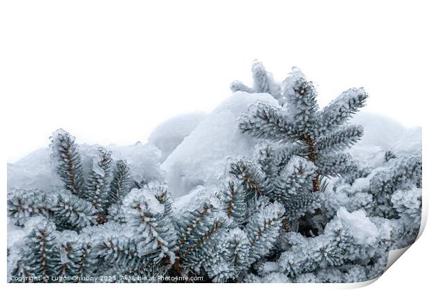 Spruce branches covered with frost. Christmas tree with hoarfrost. Print by Lubos Chlubny