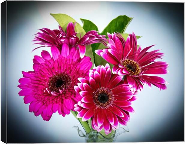 Pretty Gerbera Daisies (viridifolia)  flowers isolated  Canvas Print by Geoff Childs
