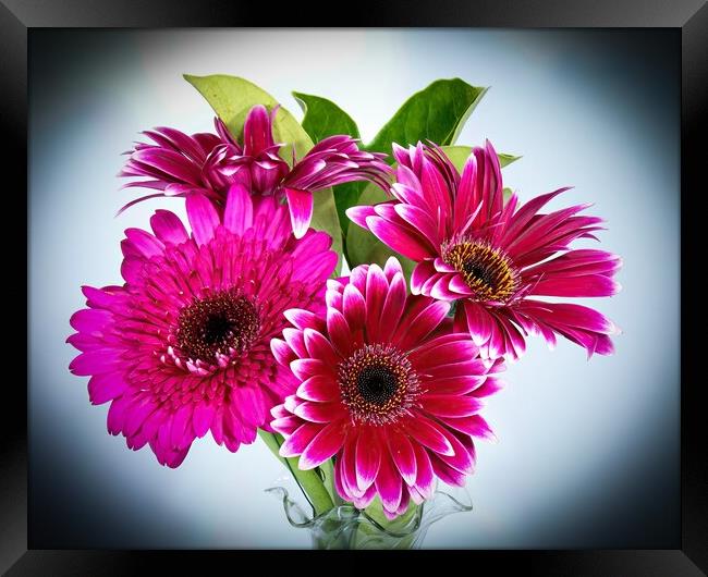 Pretty Gerbera Daisies (viridifolia)  flowers isolated  Framed Print by Geoff Childs
