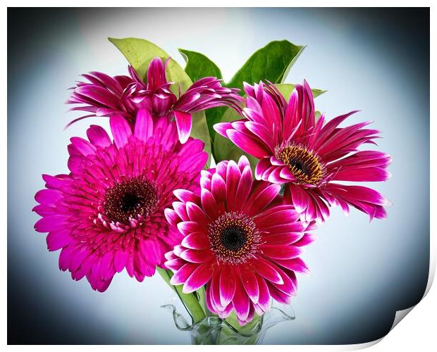 Pretty Gerbera Daisies (viridifolia)  flowers isolated  Print by Geoff Childs