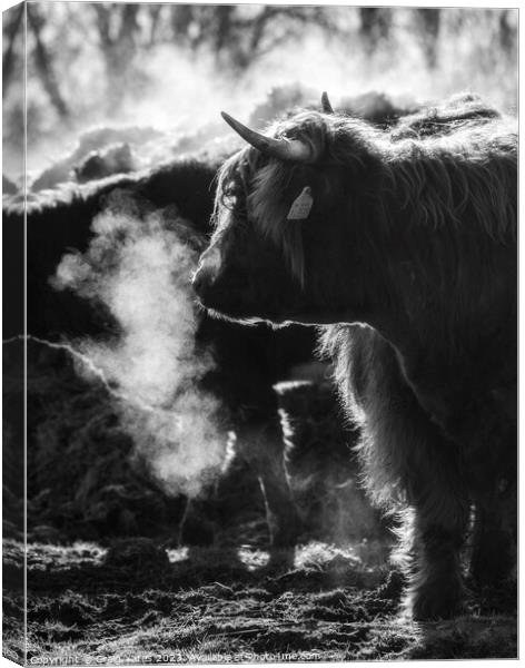 Highland cow Black and white. Canvas Print by Craig Yates