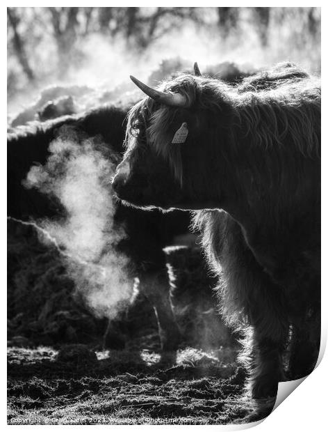 Highland cow Black and white. Print by Craig Yates