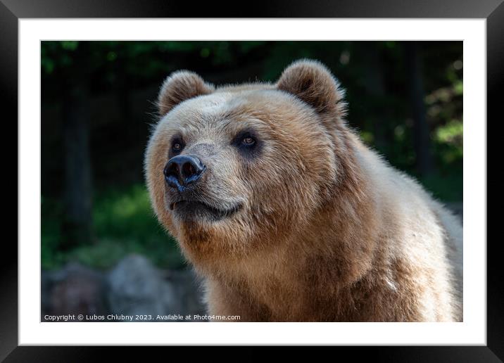 Kamchatka bear in the grass (Ursus arctos beringianus) Framed Mounted Print by Lubos Chlubny