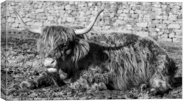 Highland Cow laying down black and white. Canvas Print by Craig Yates