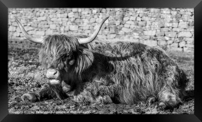 Highland Cow laying down black and white. Framed Print by Craig Yates