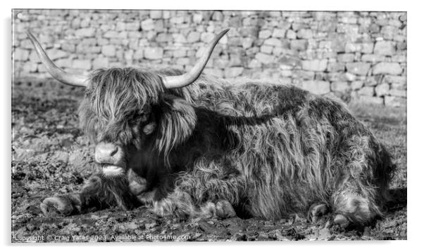 Highland Cow laying down black and white. Acrylic by Craig Yates