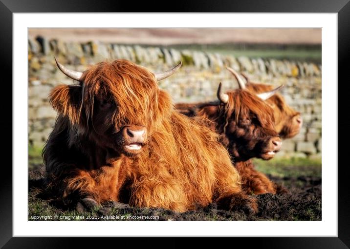 Highland Cows laying down. Framed Mounted Print by Craig Yates