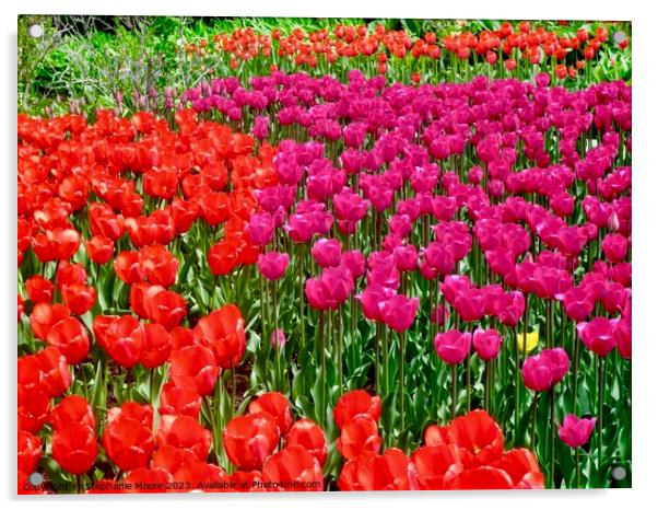 Vibrant tulips Acrylic by Stephanie Moore