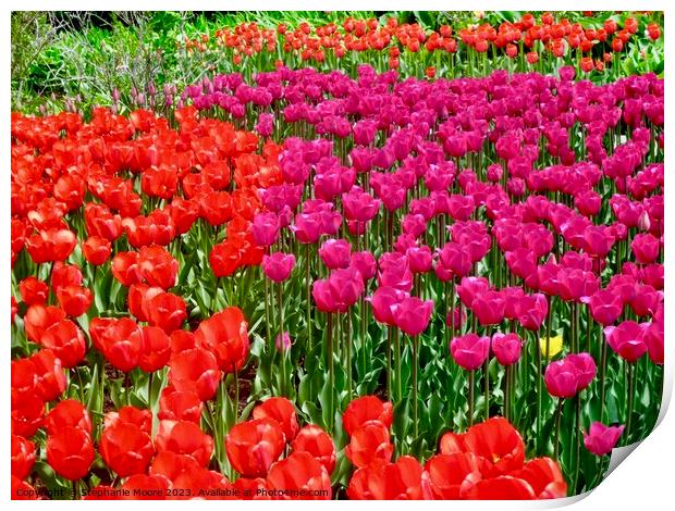 Vibrant tulips Print by Stephanie Moore