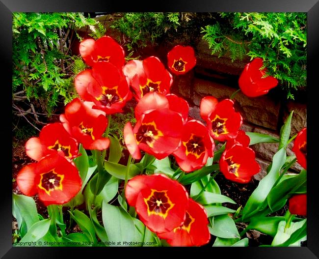 Red Tulips Framed Print by Stephanie Moore