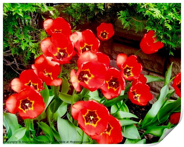 Red Tulips Print by Stephanie Moore