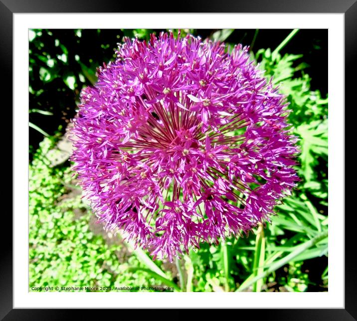 Pretty pink flower Framed Mounted Print by Stephanie Moore