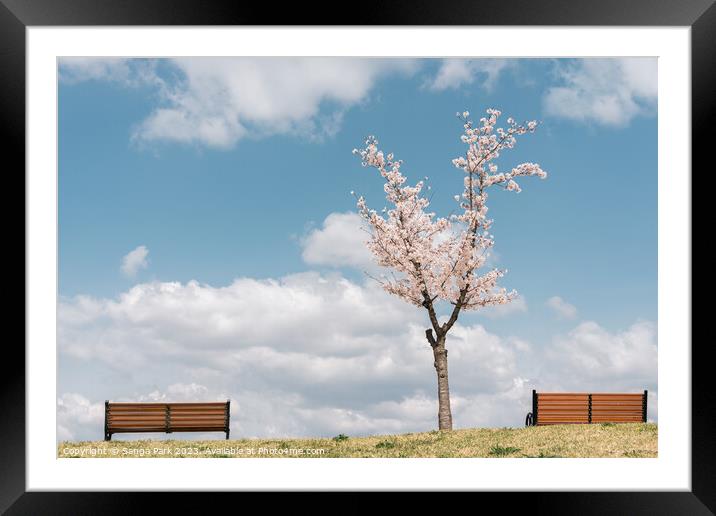 Cherry blossoms on the hill Framed Mounted Print by Sanga Park