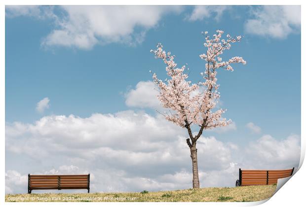 Cherry blossoms on the hill Print by Sanga Park