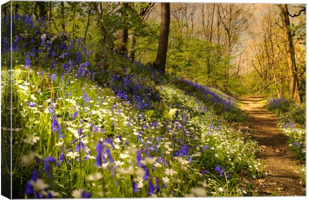 Bluebells Canvas Print by Alison Chambers