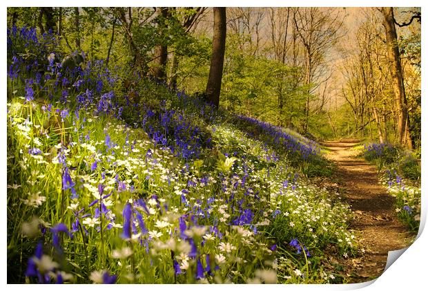 Bluebells Print by Alison Chambers