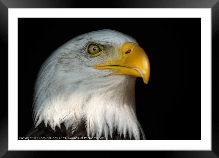 Portrait of a bald eagle (Haliaeetus leucocephalus) with an open beak isolated on black background Framed Mounted Print by Lubos Chlubny