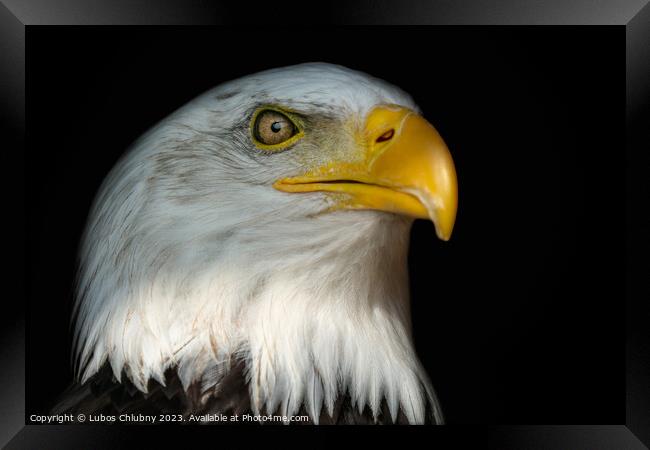 Portrait of a bald eagle (Haliaeetus leucocephalus) with an open beak isolated on black background Framed Print by Lubos Chlubny