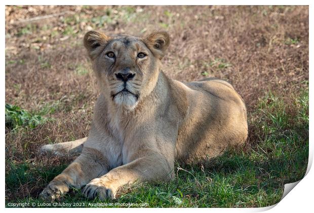 Asiatic lioness (Panthera leo persica). A critically endangered species. Print by Lubos Chlubny