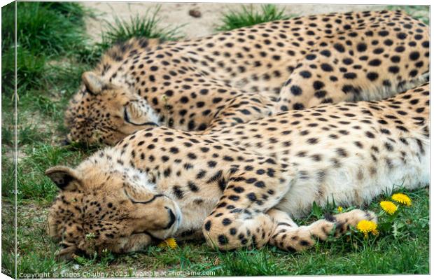 Two Cheetah Cats sleeping in the grass, Acinonyx Jubatus. Canvas Print by Lubos Chlubny