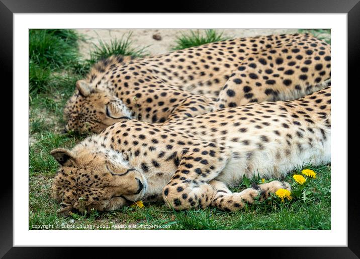 Two Cheetah Cats sleeping in the grass, Acinonyx Jubatus. Framed Mounted Print by Lubos Chlubny